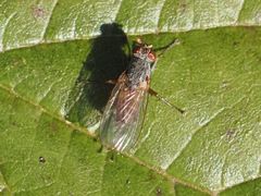 Lispocephala brachialis