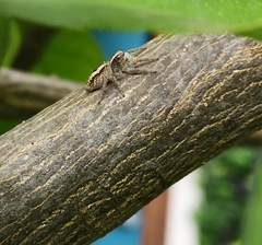 Megafreya sutrix