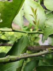 Megafreya sutrix