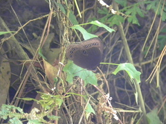 Ethope himachala