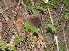 Ethope himachala