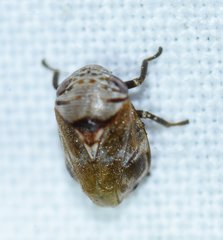 Clastoptera undulata