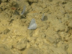 Celastrina lavendularis