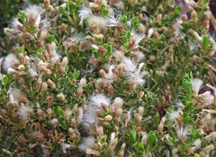 Baccharis tola