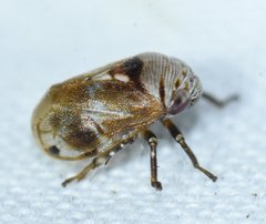 Clastoptera undulata