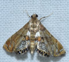 Neargyractis slossonalis