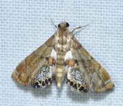 Neargyractis slossonalis