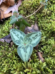Trillium decumbens