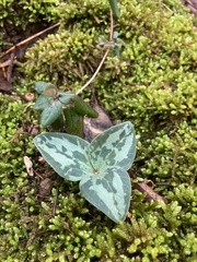 Trillium decumbens