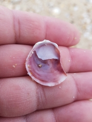 Crepipatella dilatata