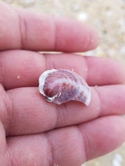 Crepipatella dilatata