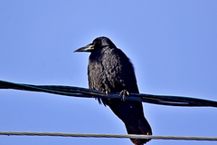 Corvus frugilegus