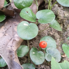Geophila