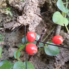 Geophila