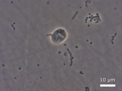 Apusozoa