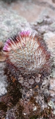 Mammillaria perezdelarosae