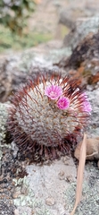 Mammillaria perezdelarosae