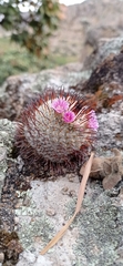 Mammillaria perezdelarosae