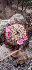 Mammillaria perezdelarosae
