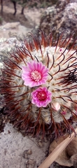 Mammillaria perezdelarosae