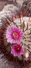 Mammillaria perezdelarosae