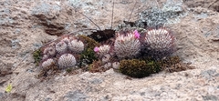 Mammillaria perezdelarosae