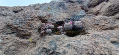 Mammillaria perezdelarosae