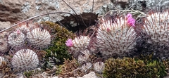 Mammillaria perezdelarosae