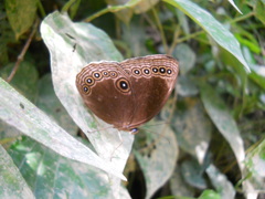 Ethope himachala