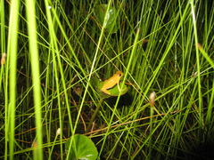 Dendropsophus minutus