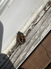 Oryctomorphus bimaculatus