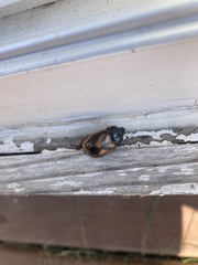 Oryctomorphus bimaculatus