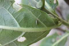 Danaus chrysippus