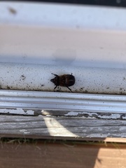 Oryctomorphus bimaculatus