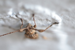 Leptostylopsis terraecolor