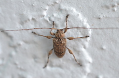 Leptostylopsis terraecolor