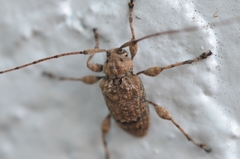 Leptostylopsis terraecolor