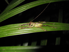 Cerberodon