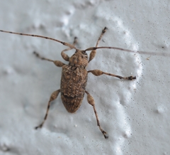 Leptostylopsis terraecolor