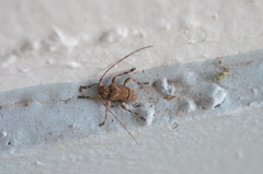 Leptostylopsis terraecolor