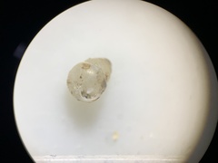 Gastrocopta pentodon