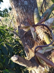 Catasetum laminatum