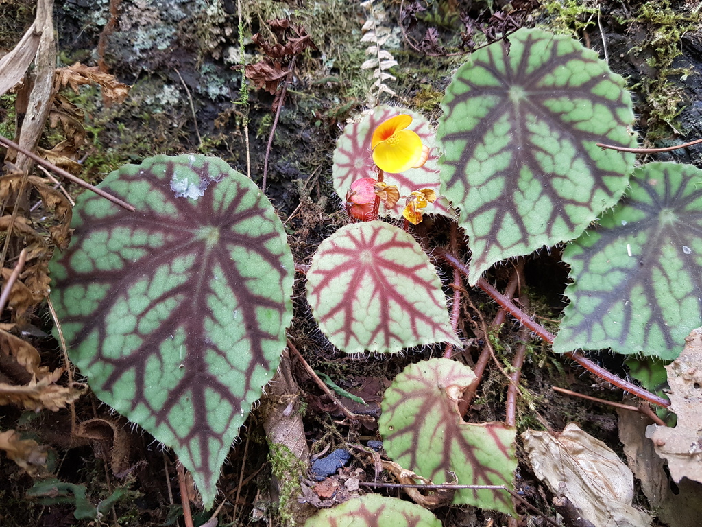 Begonia quadrialata