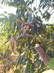 Catasetum laminatum
