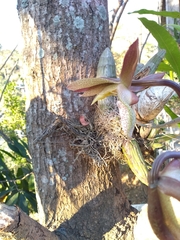 Catasetum laminatum
