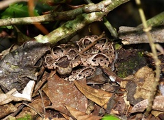 Bothrops jararacussu