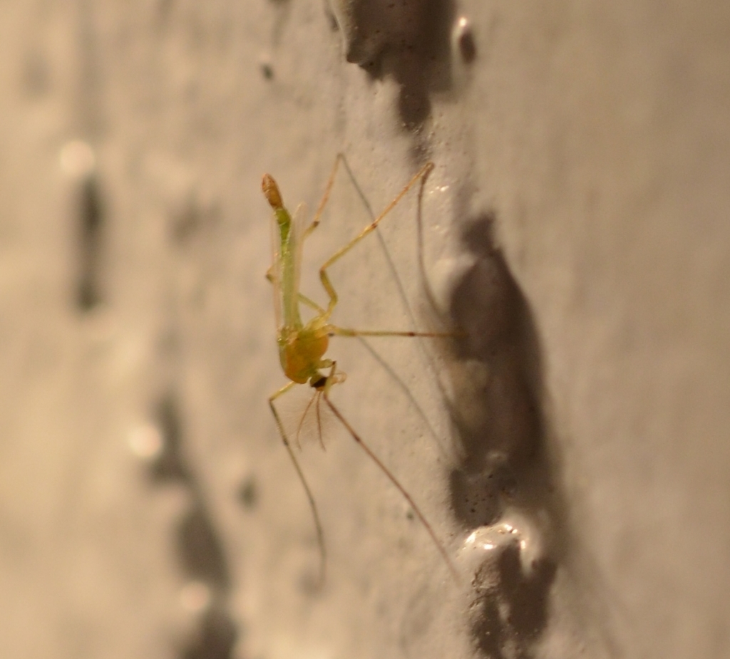 Midge