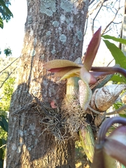 Catasetum laminatum