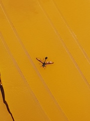 Salpingogaster nigra