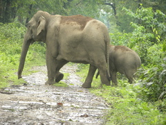 Elephas maximus indicus